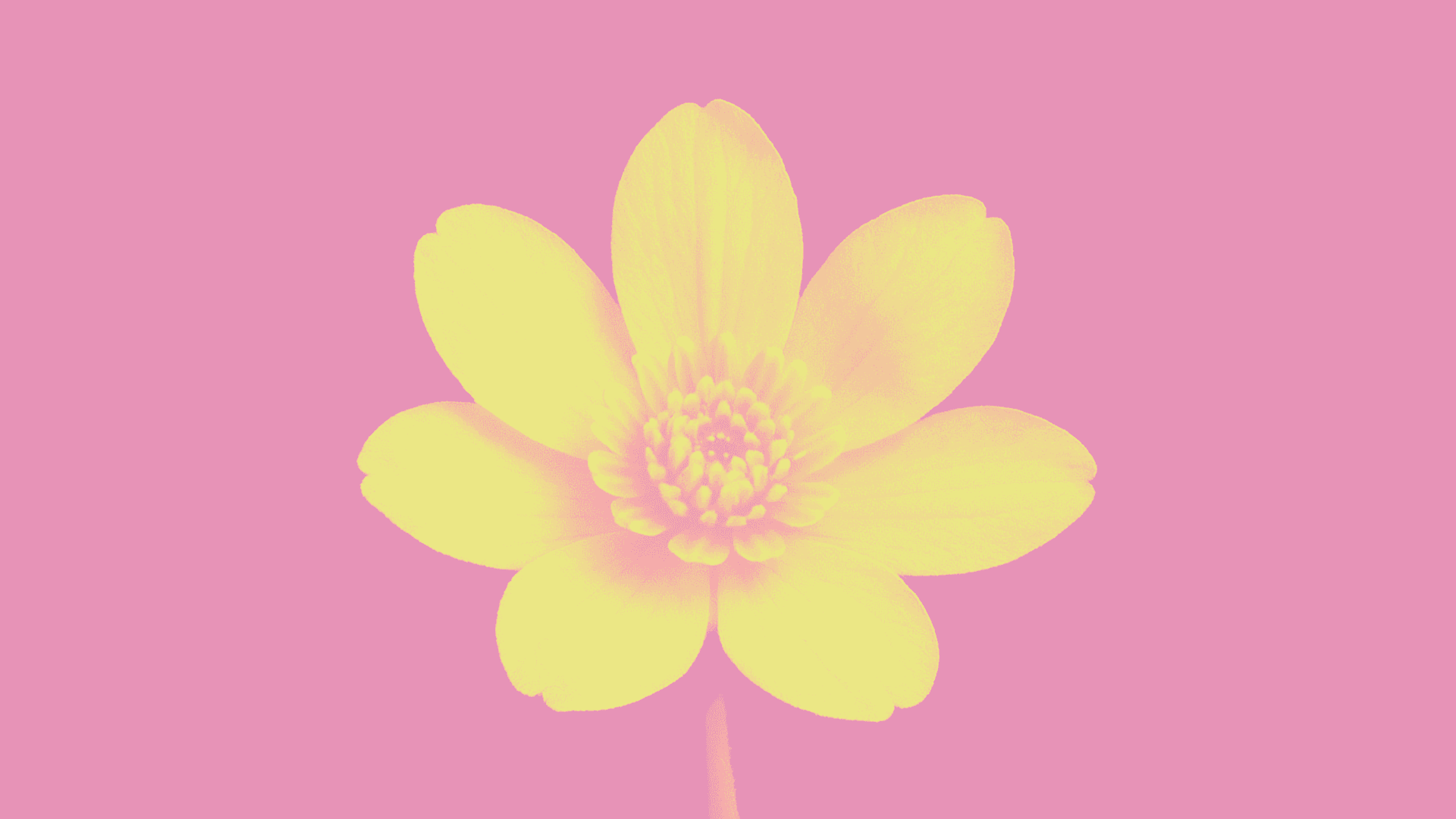 sfondo-manifesto-foppa