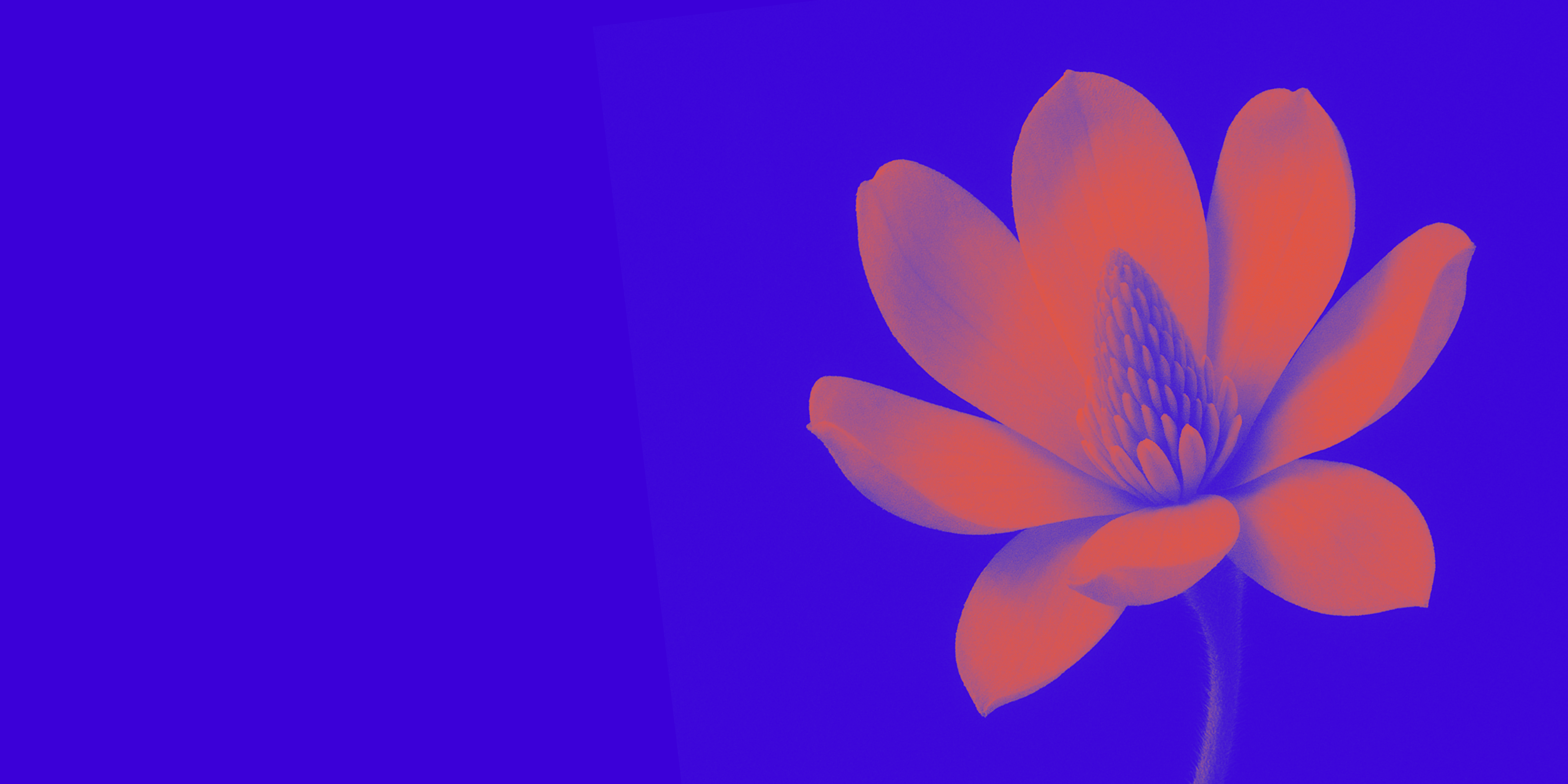 banner-gf